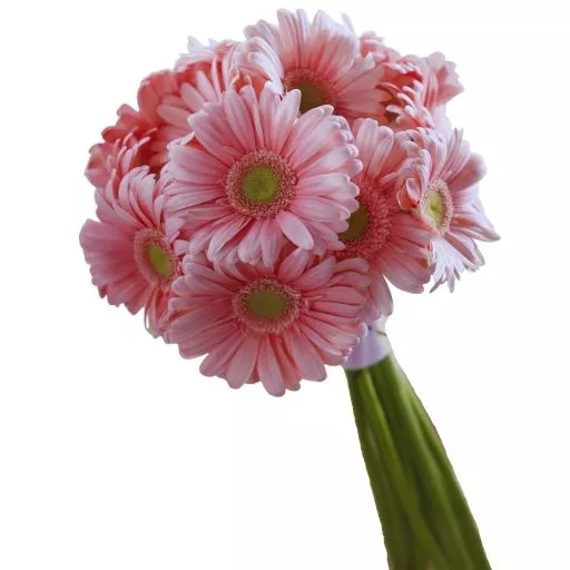 Ramo de novia con gerberas rosadas